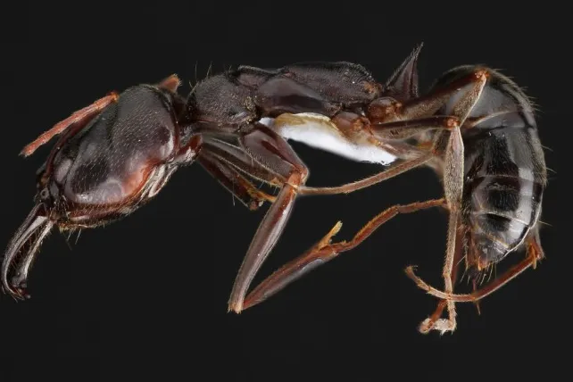Trap-Jaw Ant