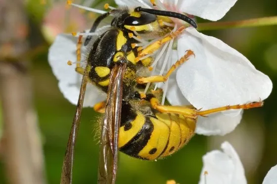 Western Yellow Jacket Wasp