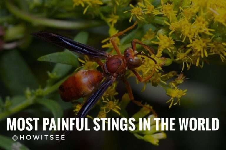 Top 15 Most Painful Stings in the world (Schmidt sting pain index) 2022