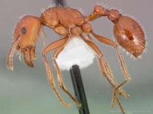 Maricopa-Harvester-Ants