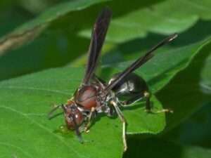 Metricus-paper-wasp