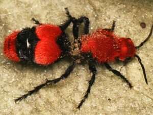 Red-Velvet-Ant
