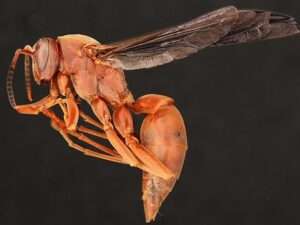Red-paper-wasp