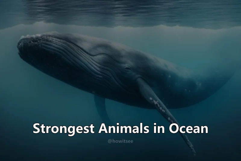 Strongest Animal in Ocean