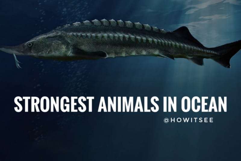 Strongest Animals in Ocean