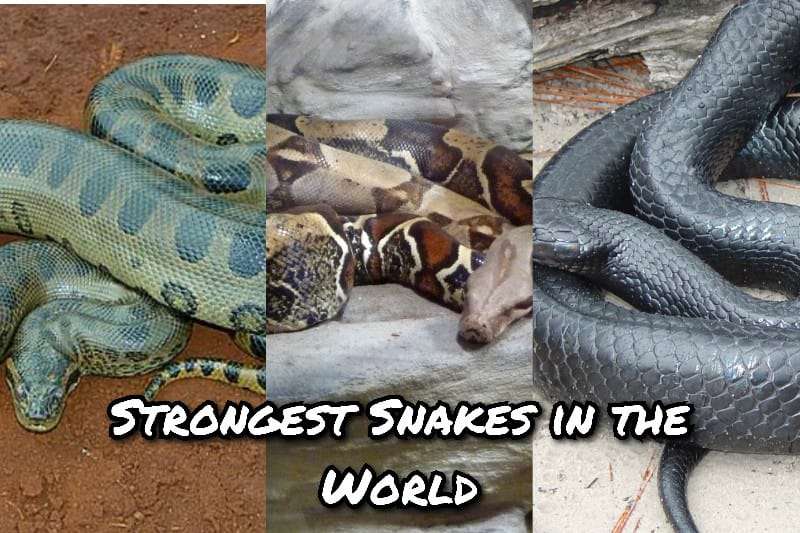 Strongest Snakes in the World