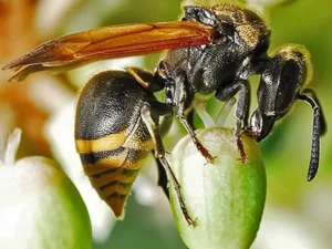 Mexican-Honey-Wasp