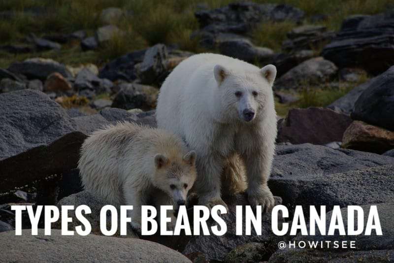 Types of Bears in Canada