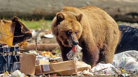 What Attracts Bears to your Home_Food