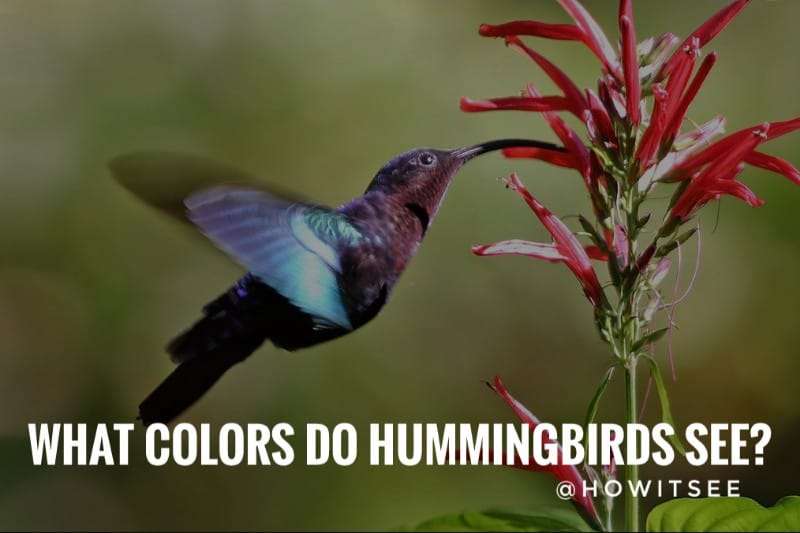 What Colors do Hummingbirds see