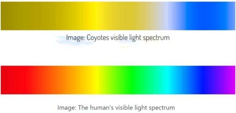 Coyotes Color Vision