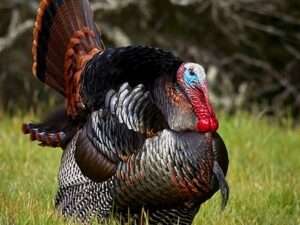 What-colors-can-Turkeys-see