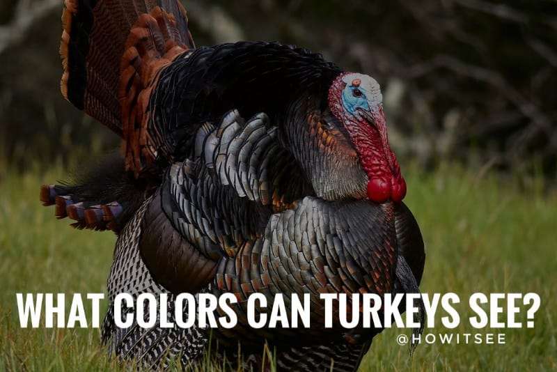 What colors can Turkeys see? Turkey Vision vs Human Vision 2023 -