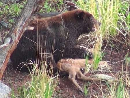 Bear-eating-a-fawn