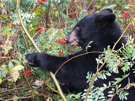 Black-bear-eating-berries