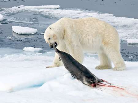 Polar-bear-eating-a-seal