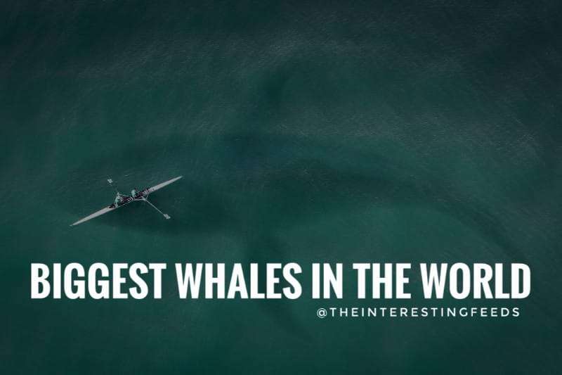 biggest-whales-in-the-world