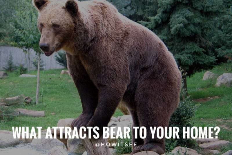 what attracts bears to your home