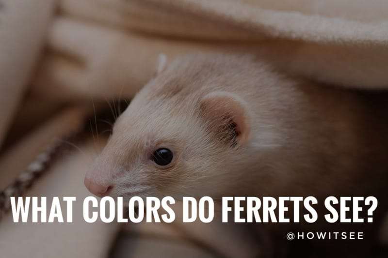 what colors do ferrets see
