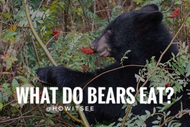 what do bears eat
