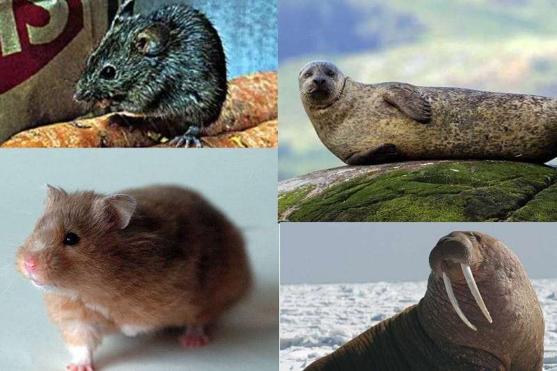 Animals that are colorblind or see in Black & White