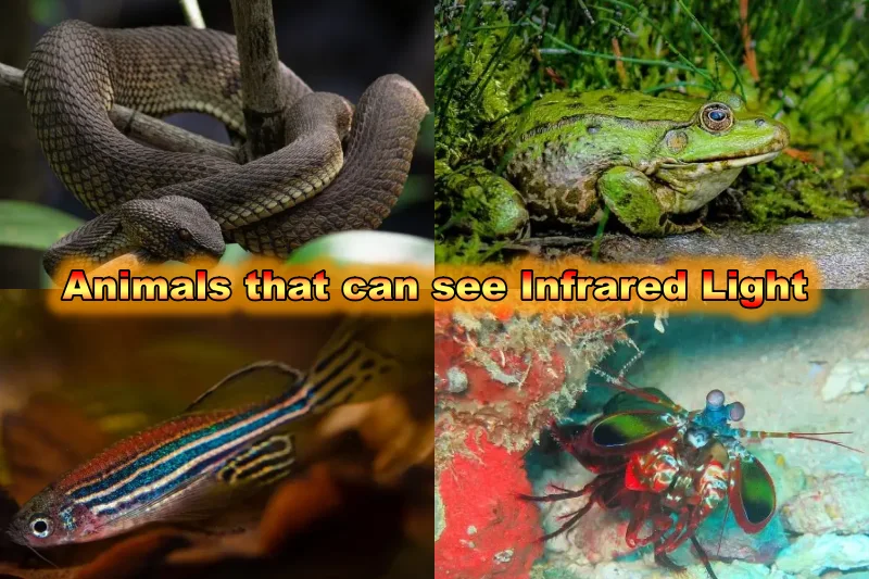 Animals that can see Infrared Light