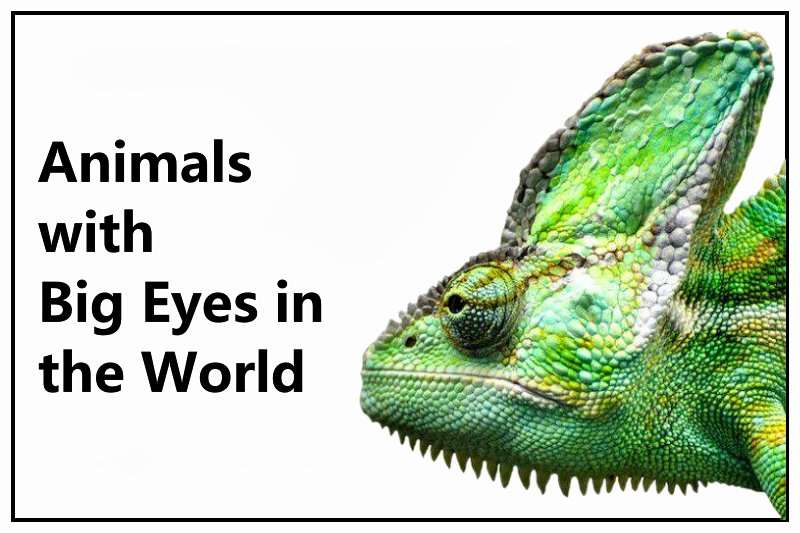 List of 15 Animals with Big Eyes in the World (Largest Eyes 2023) -