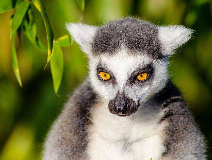 List of 15 Animals with Big Eyes in the World (Largest Eyes 2023) -