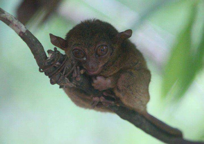 Animals With Big Eyes Tarsier 