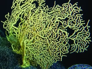 Black-Coral
