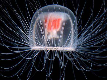 Immortal-Jellyfish