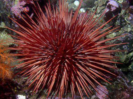 Red-Sea-Urchins