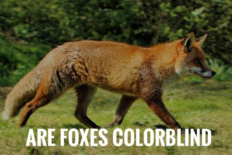 Are Foxes Colorblind Fox Vision