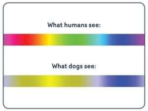 Fox Color Vision