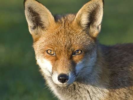Are-Foxes-Colorblind_Fox-eyes