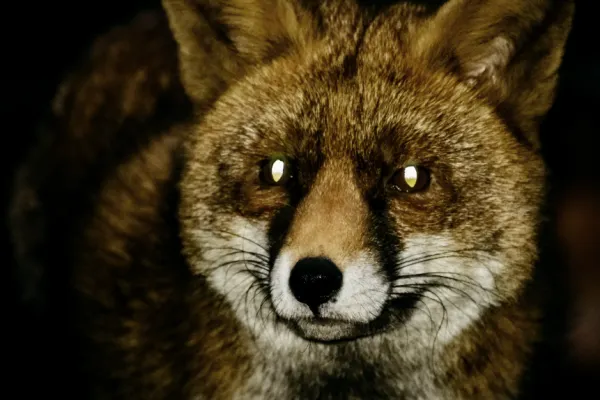 Are Foxes Colorblind & How do they see the world? All About Fox Vision