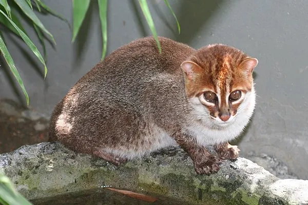 Flat-Headed Cat