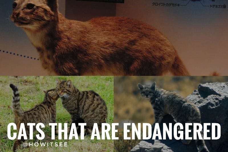Cats that are Endangered