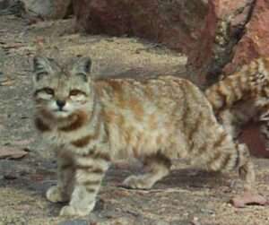 Andean Cats
