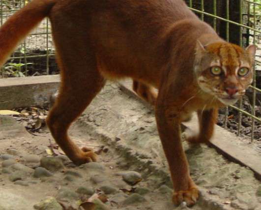 Borneo Bay cat