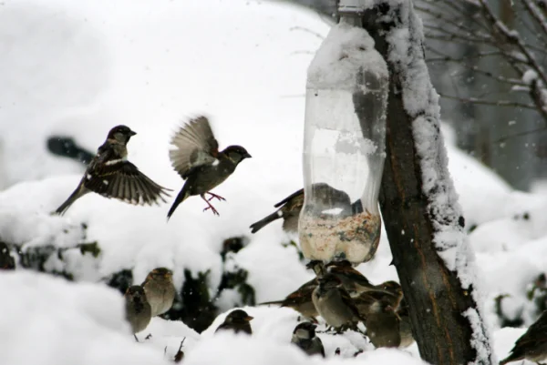 Feed Birds in Winter
