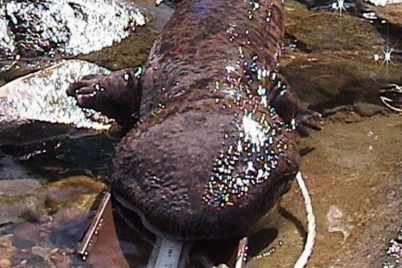Largest Amphibians in the world
