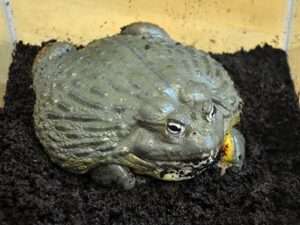 African-Bullfrog