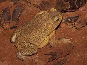 Cane-Toad