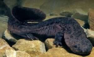 South Chinese-Giant-Salamander