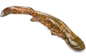 Hellbender