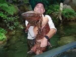 Giant-Salamander