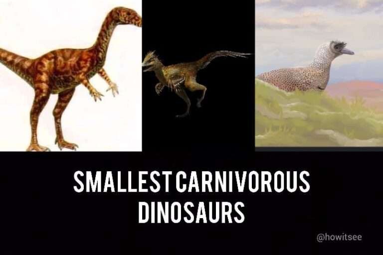 Top 10 Smallest Carnivorous Dinosaurs in the History (Tiny Dinosaurs)