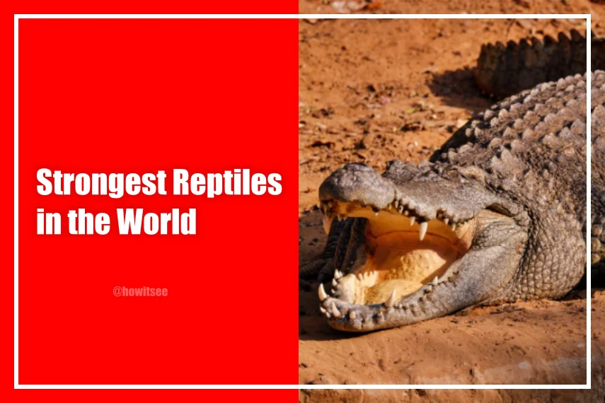 Strongest Reptiles
