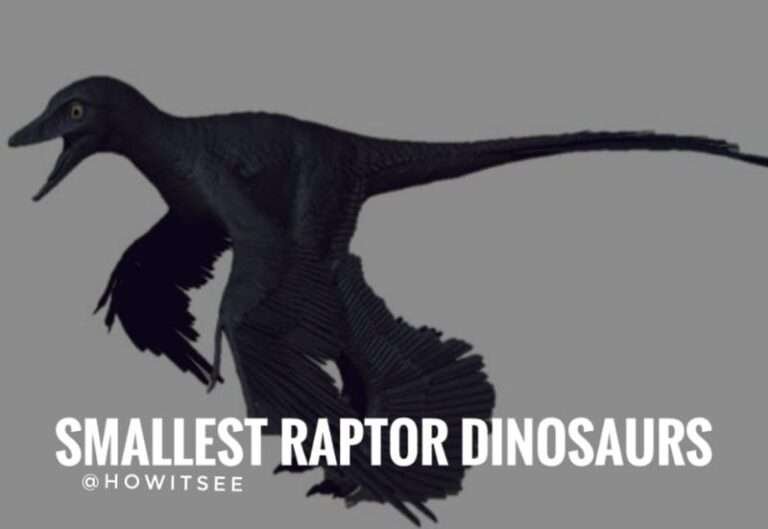 Top 10 Smallest Raptor Dinosaurs Ever Ranked 
